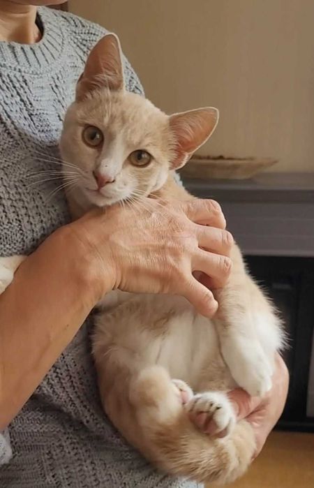 Adoptie pui de pisica de 3 luni VACCINATI DEPARAZITATI