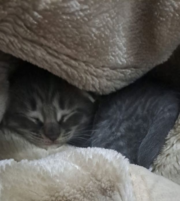 Котёнок ,мальчик.