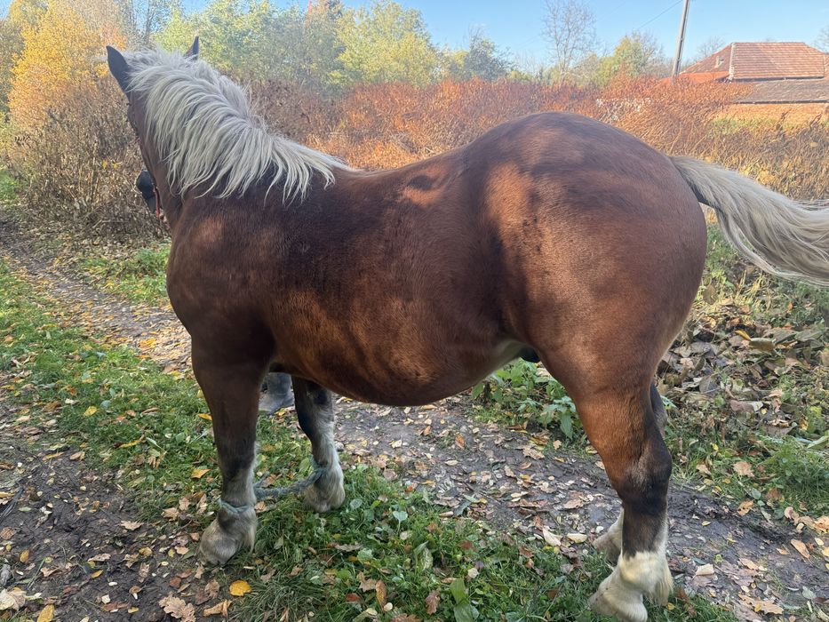 Vand manz , 1 an si 5 luni