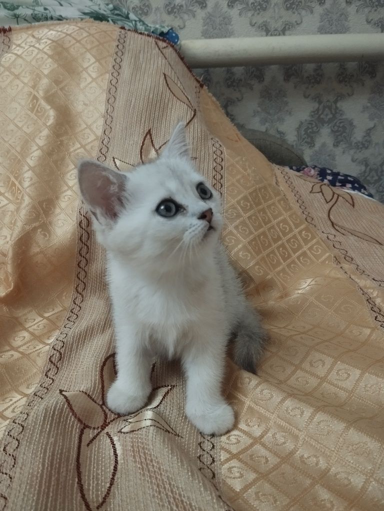 Шотландский котенок