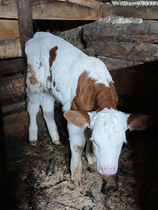 Vițică 2 săptămâni