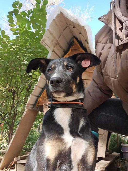 Маргоша, 7 месяцев. Стерилизована. Жду мою семью. Пишите на WatsApp!