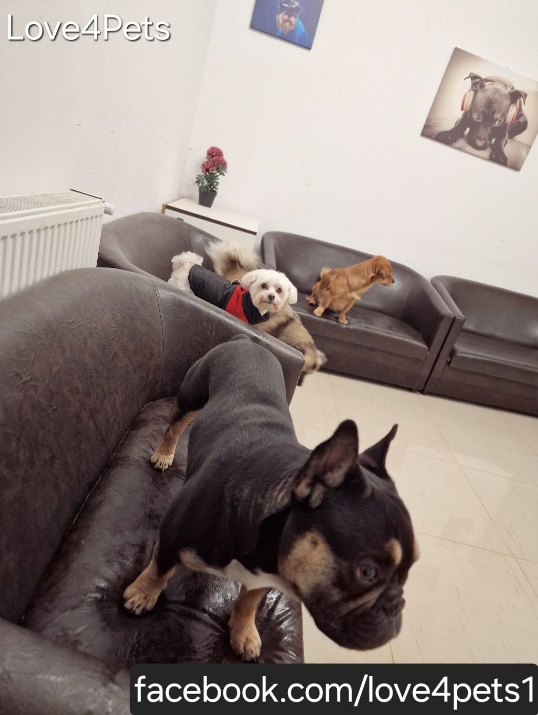 Cazare caini/ Pensiune canina/ Pet Sitter/ Pet Hotel/ Love4Pets