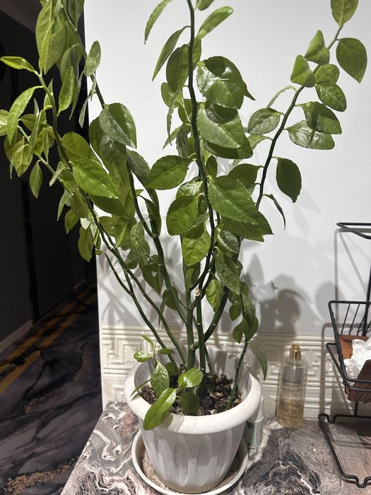 Комнатные цветы. Уй гулдері