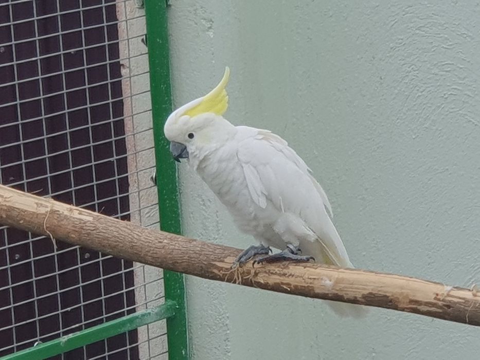 Papagali Kakadu Galerita, 2017, pereche