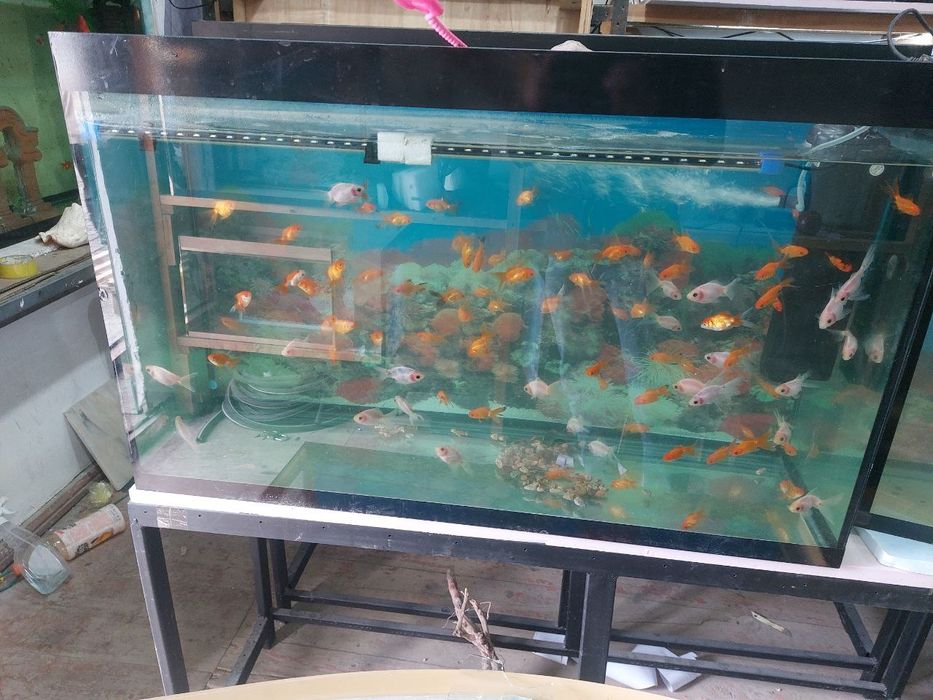 Akvariumlar bor .