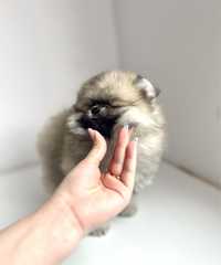 Pomeranian mini/toy!