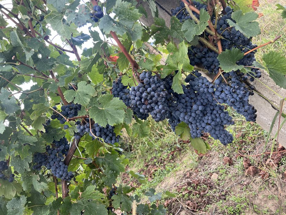 vand struguri de vin, must