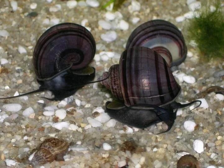 Аквариумные Улитки ампулярии...