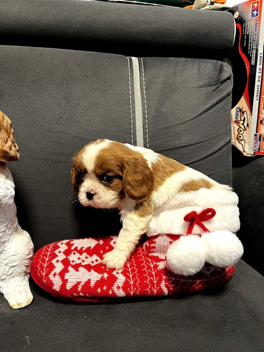 Кавалер кинг чарлз шпаньол