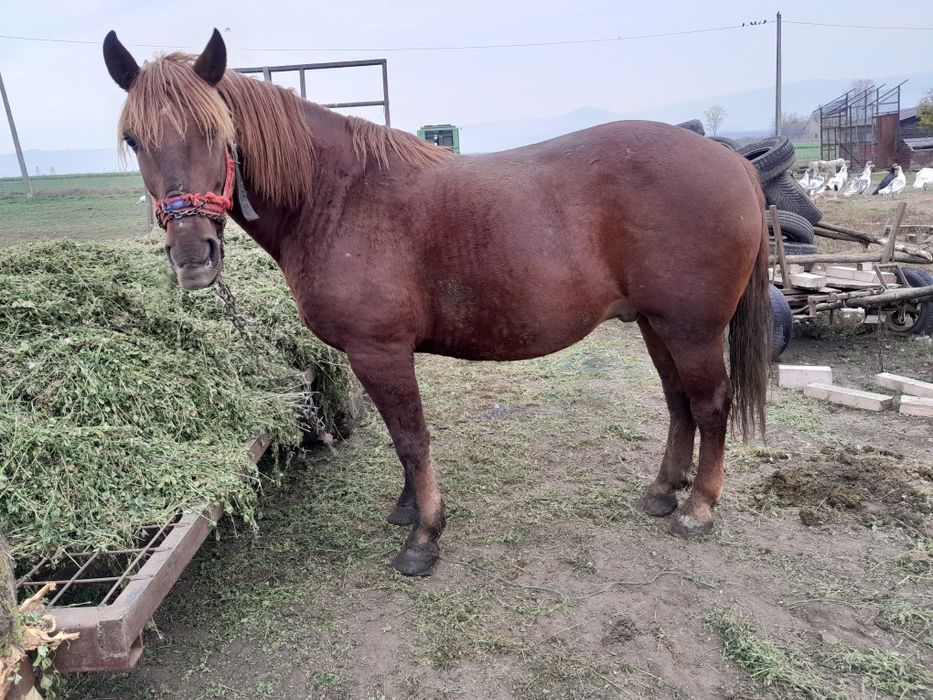 Cal de 6 ani de vânzare