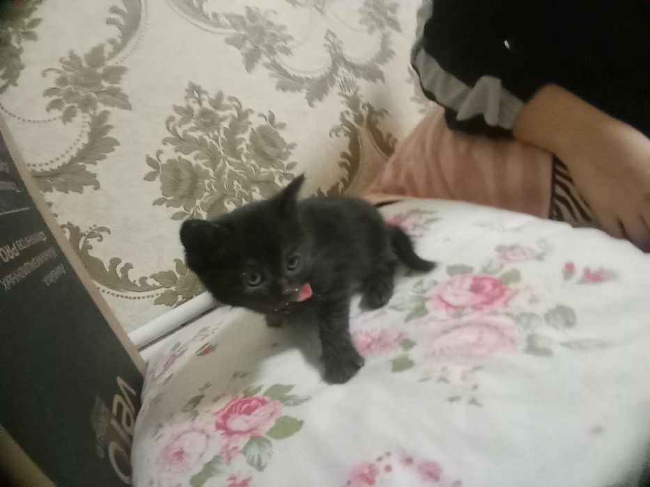 Котик черненький