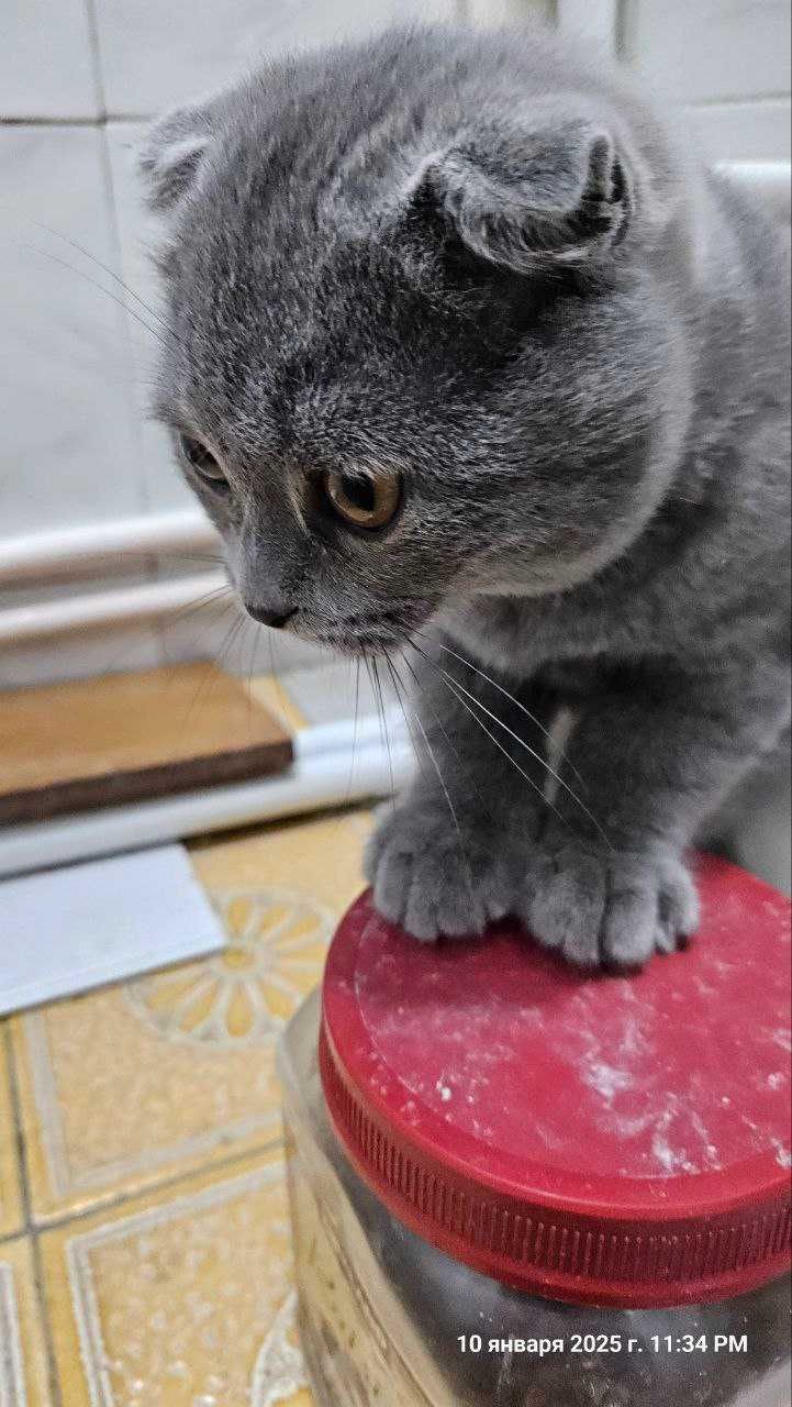 Котёнок, Шотландский фолд