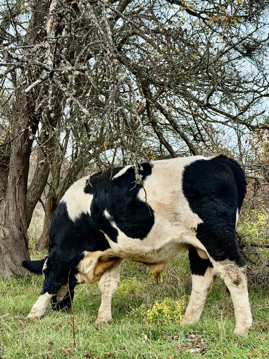 Vand taur varsta 11 luni