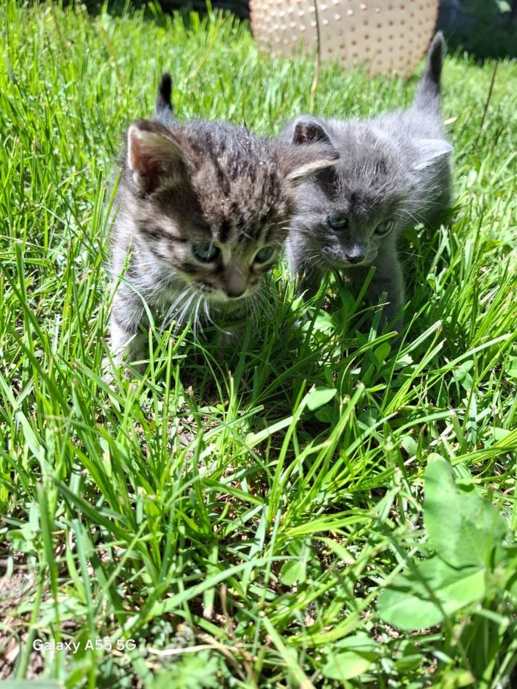 Котята в любящую семью