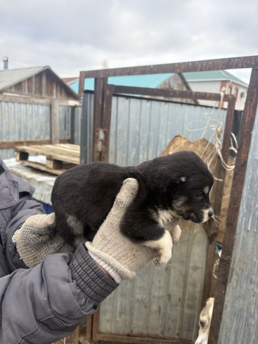 Продам щенка алабая