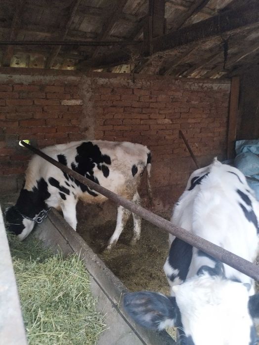 Продавам мъжки телета. Продавам мъжки овен за разплод