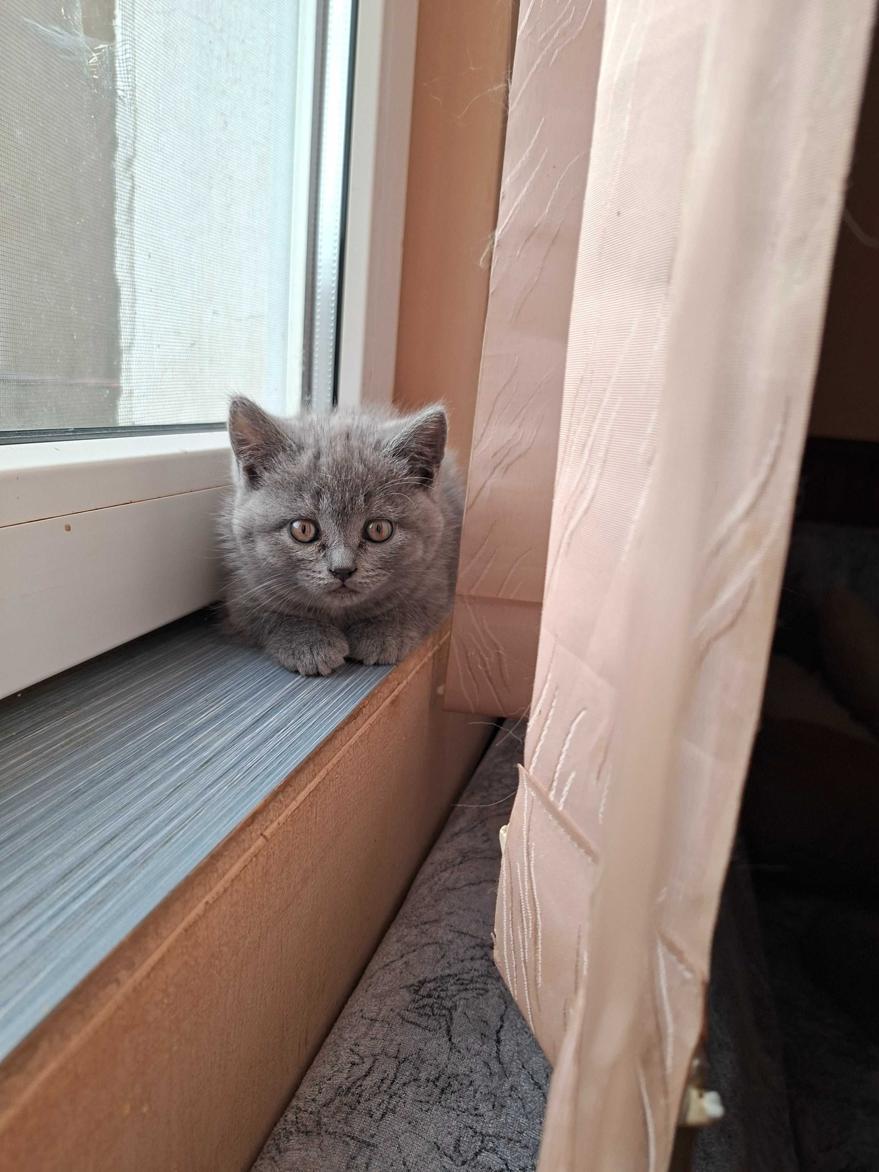 Готови за ново семейство