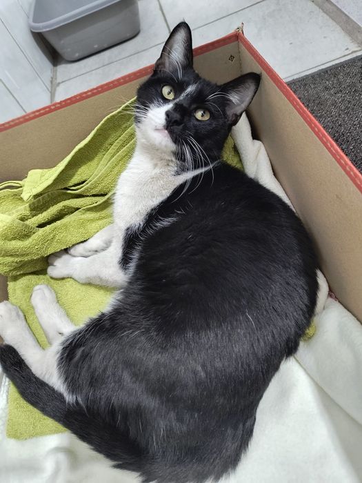Pui de pisica spre adoptie