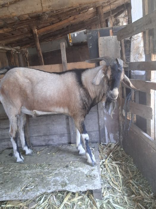 Vand sau schimb angolo nublian