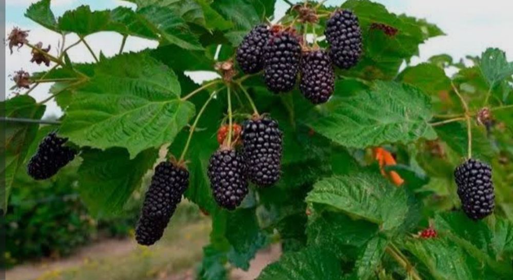 Малина ва Ежевика олий сортлар