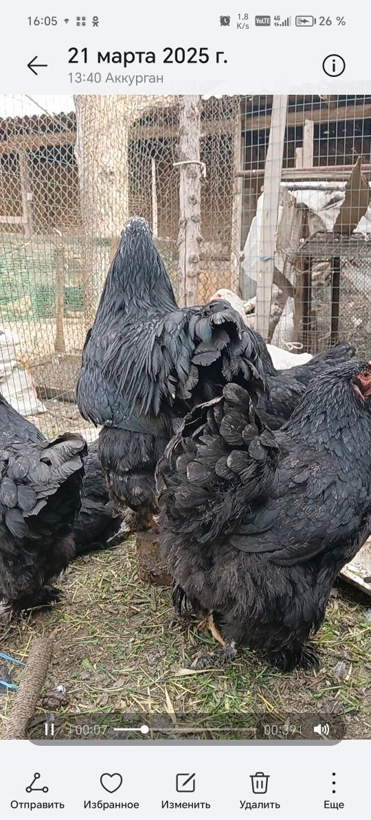 Almaz va mramir tuxumlari sotiladi