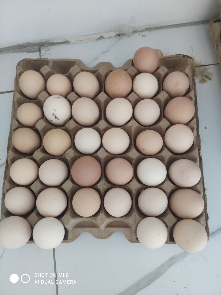 Продам яйца для инкубатора разных пород