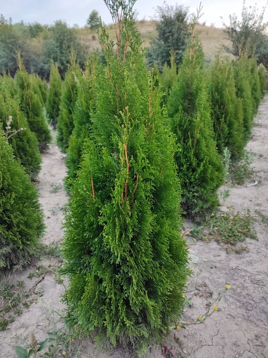 Tuia smarald 1.50m 1.70m aclimatizata calitate extra