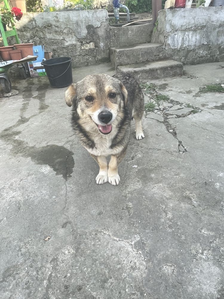 Dau catei de talie mica spre adoptie