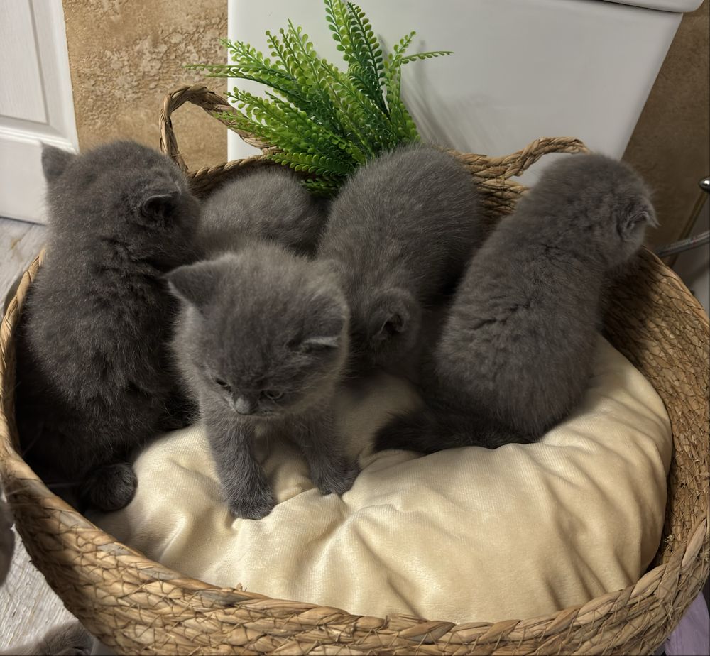 Британски и Шотлантдски котки
