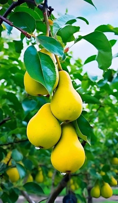 Pomi Fructiferi Columnari PĂR