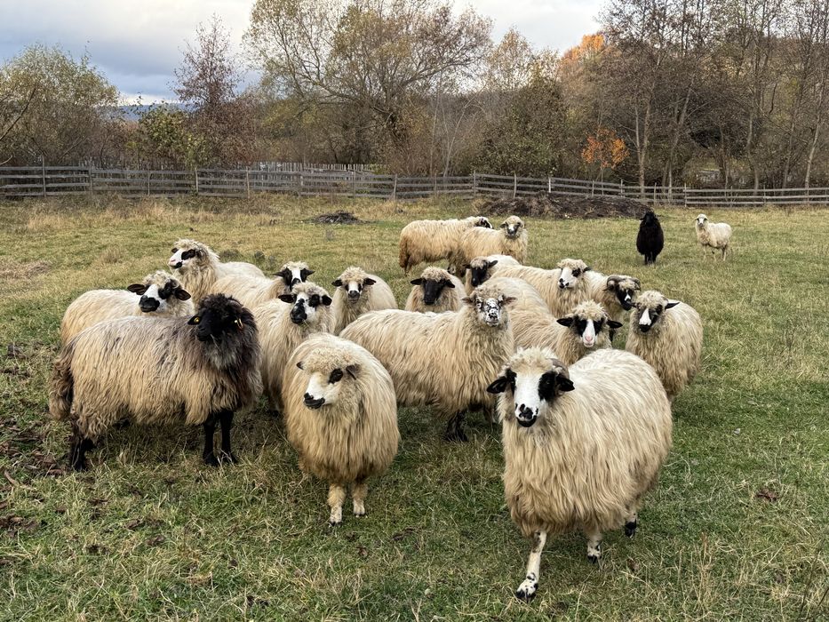 Vand miori si stramiori 18 breze si oacheșe