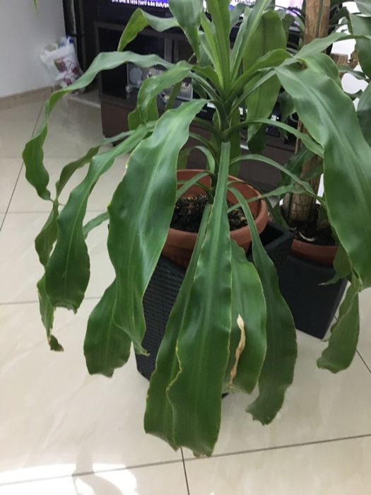 Dracaena -planta frumoasa