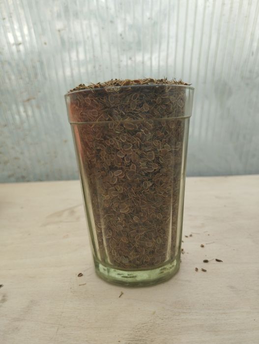 Продаю семена укропа