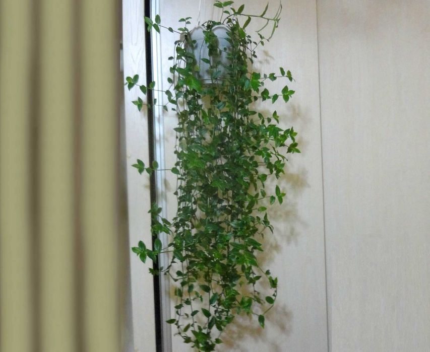 Традесканция растение для дома.