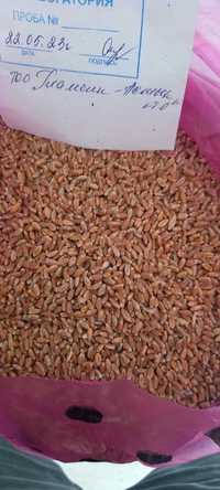 Пшеница бугдой 3-класс Казахстан, цена 300 долларов за тонну