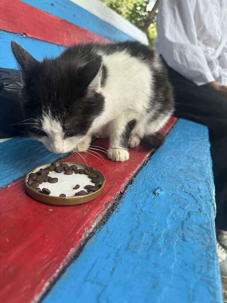 кошечку в добрые руки, читайте опис.
