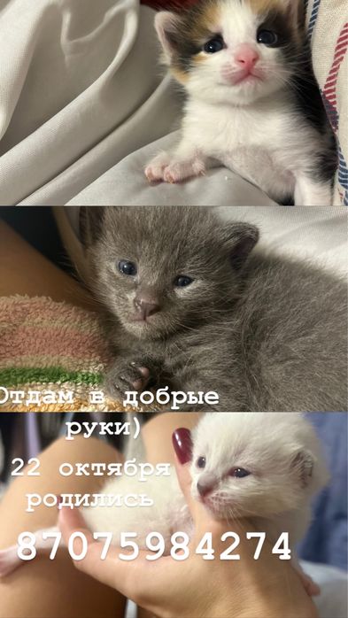Отдам котят в добрые руки