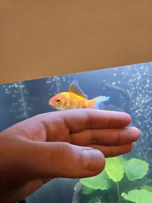 Caras cometa Goldfish