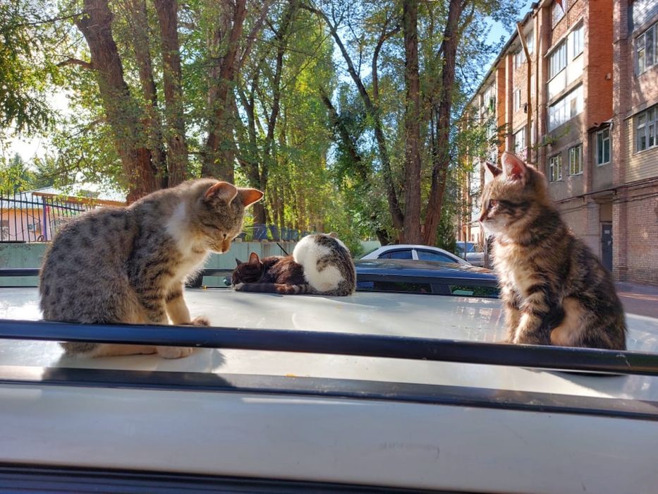 Котята выброшены на произвол судьбы. Ищем дом