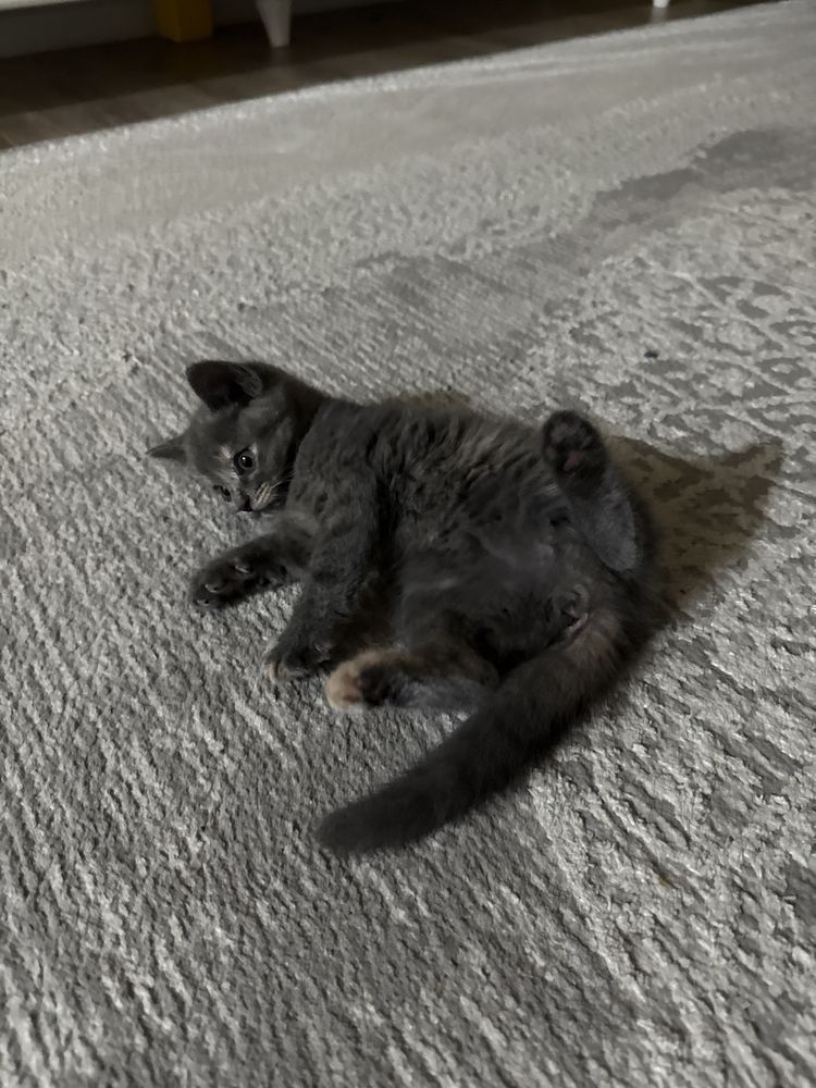 Скоттиш страйт котик