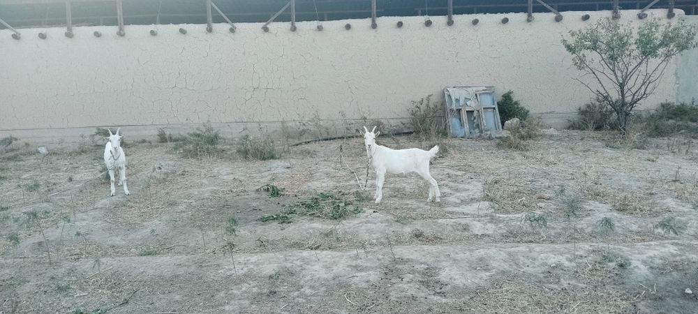 Занен лактар 8 айлык