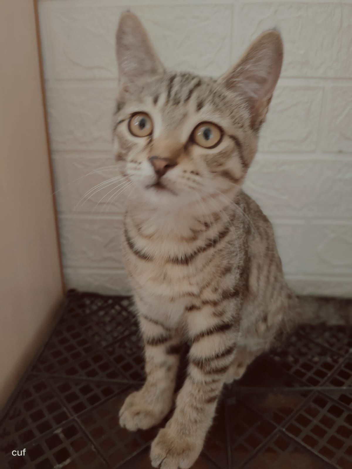 Отдам бесплатно котят