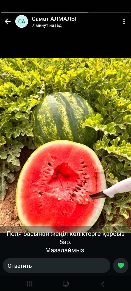 Продюсер сочный ТАЙПАК