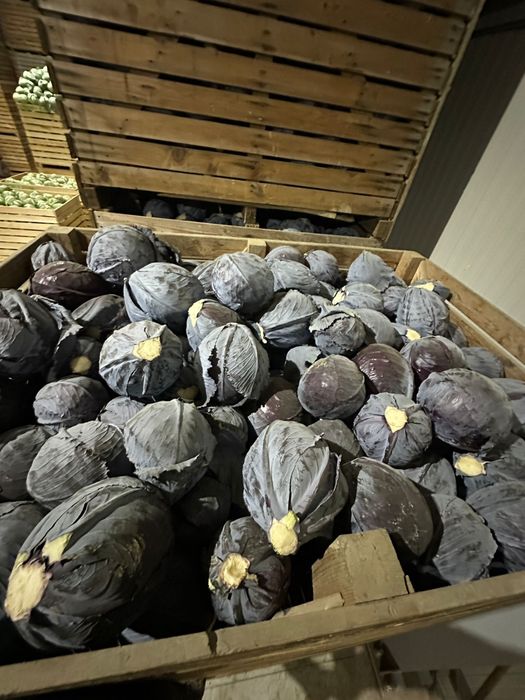 Varza de pastrare rosie Varza rosie