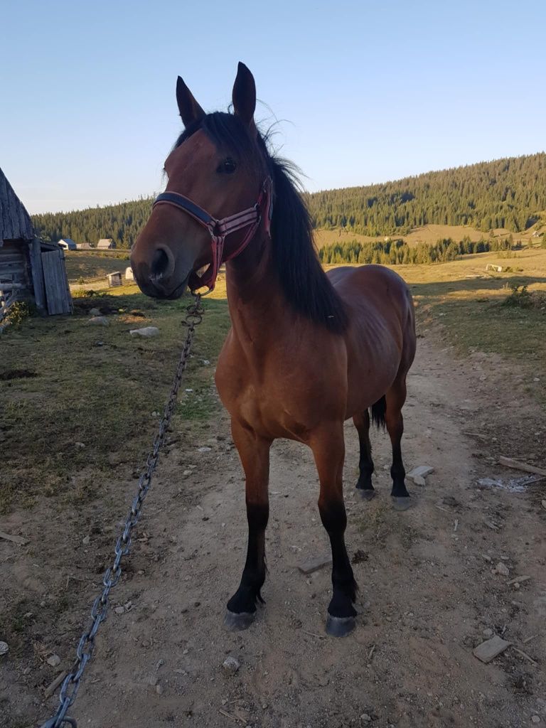 Vând mânza  de 11 luni mai multe detalii  la telefon