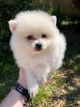 Pui pomeranian baiat