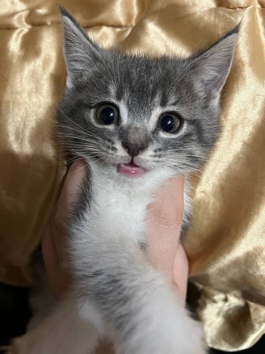 Мушуклар сотилади