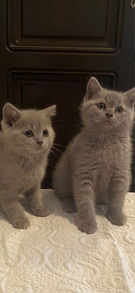 British shorthair