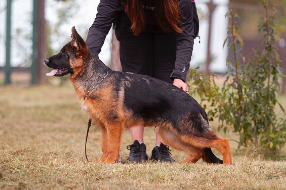 Подрощенный щенок немецкой овчарки